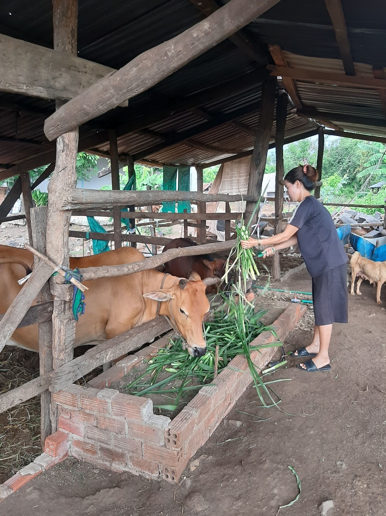 Hội Nông dân xã Ea Mdroh  thực hiện hiệu quả tín dụng chính sách ưu đãi