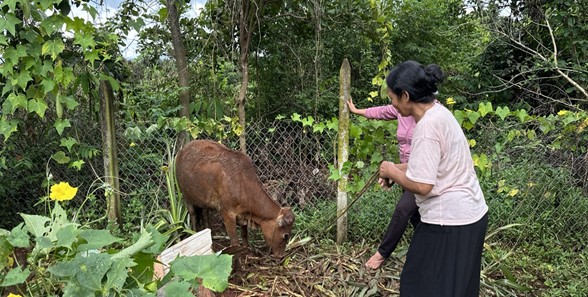 PHÁT TRIỂN CHĂN NUÔI, TẠO VIỆC LÀM TỪ NGUỒN VỐN VAY TÍN DỤNG CHÍNH SÁCH
