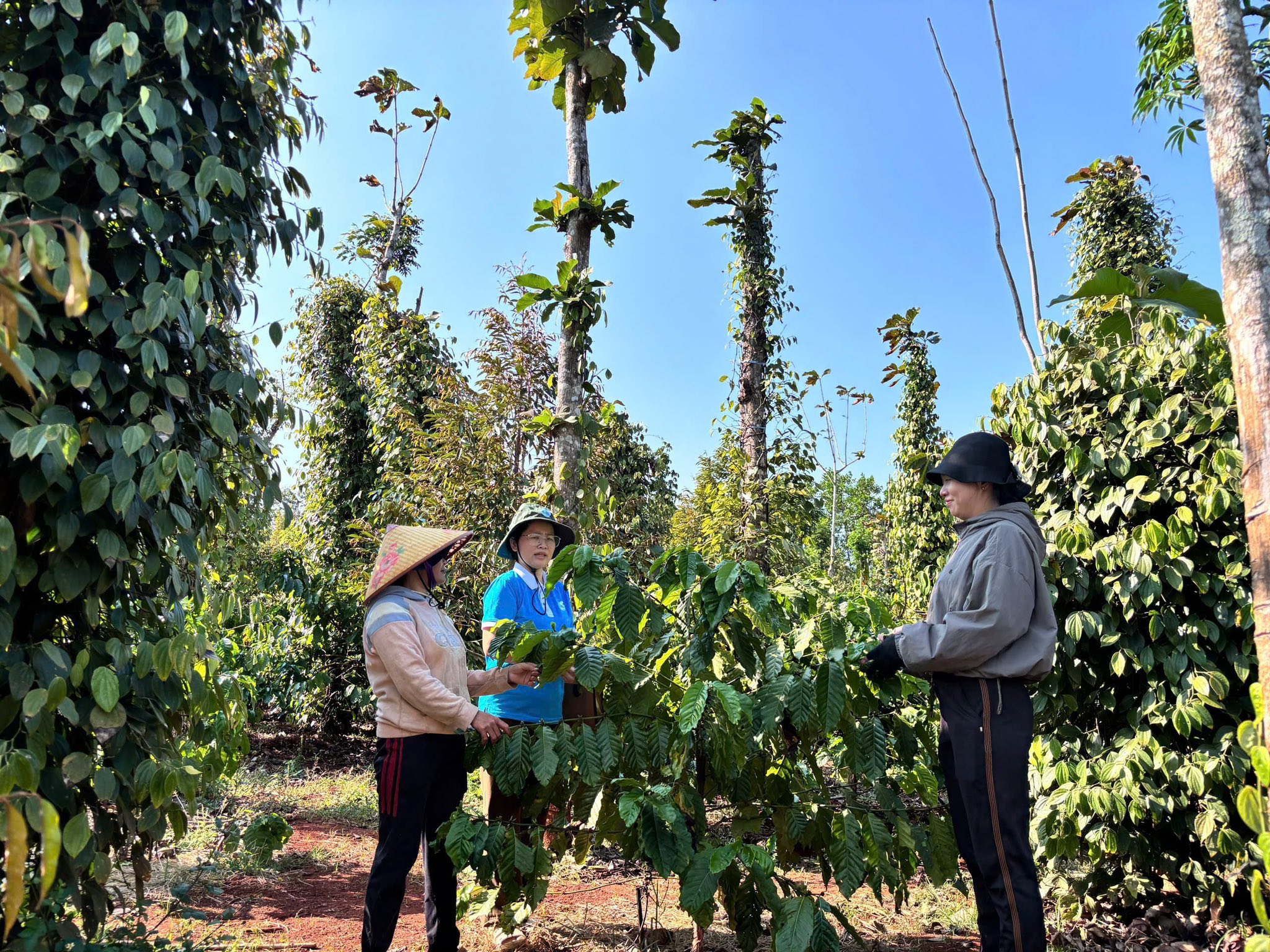 PHỤ NỮ XÃ CƯ M’GAR: VỐN VAY CHÍNH SÁCH – ĐÒN BẨY KHỞI NGHIỆP & XÂY DỰNG GIA ĐÌNH "5 KHÔNG, 3 SẠCH"