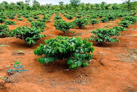 Bài đưa tin Nông nghiệp xã Cư M’gar