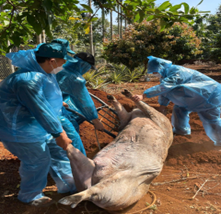 BÀI TUYÊN TRUYỀN PHÒNG CHỐNG DỊCH BỆNH DỊCH TẢ LỢN CHÂU PHI TRÊN ĐỊA BÀN XÃ CƯ M’GAR